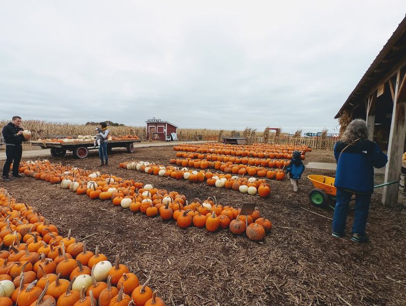 Schuster's Farm, Deerfield, WI
