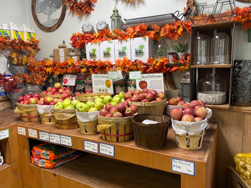 Scott's Orchard and Nursery, Glastonbury