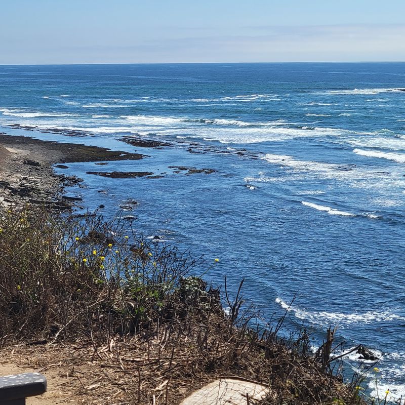 Seals, Tide Pools, and Wildlife Next Door