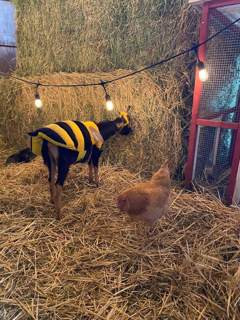 Seasonal Events and Goat-Filled Fun