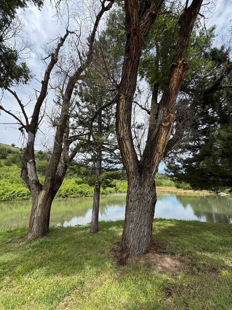 Shade Trees in a Land of Open Sky