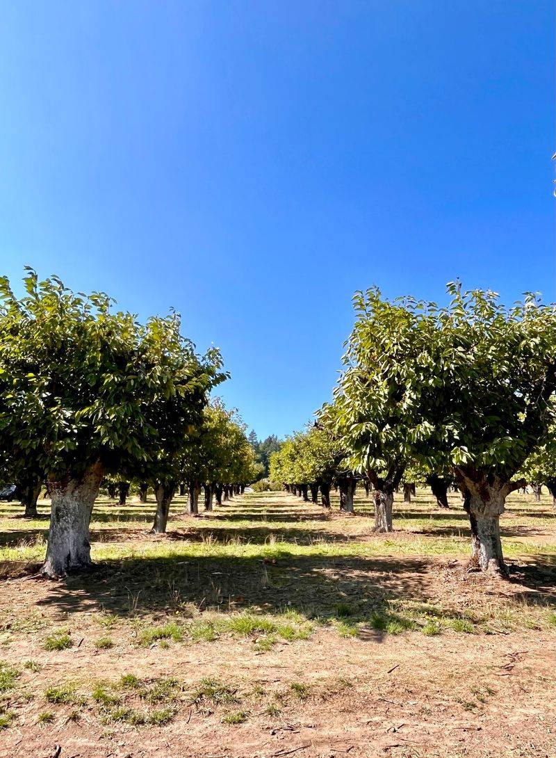 Sherwood Orchards, Sherwood, OR Sherwood Orchards, Sherwood, OR
