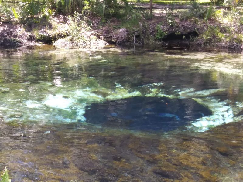 Silver Glen Springs, Salt Springs, Florida