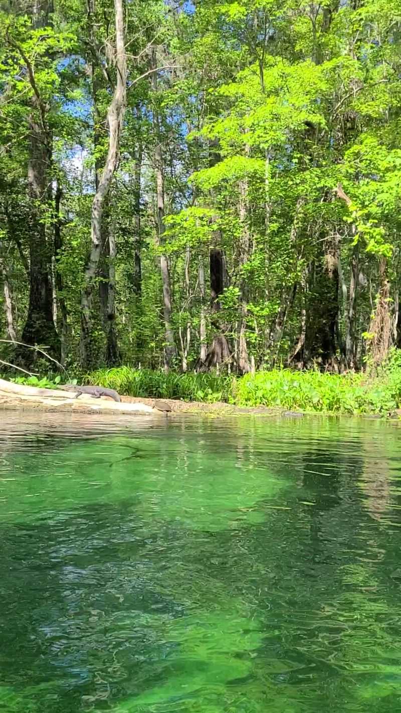 Silver River, Ocala, Florida
