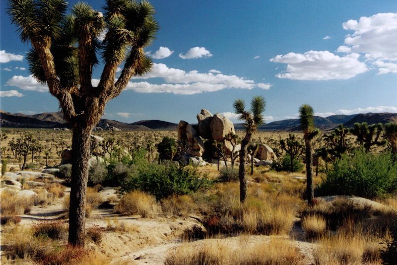 Skies That Belong to the Desert