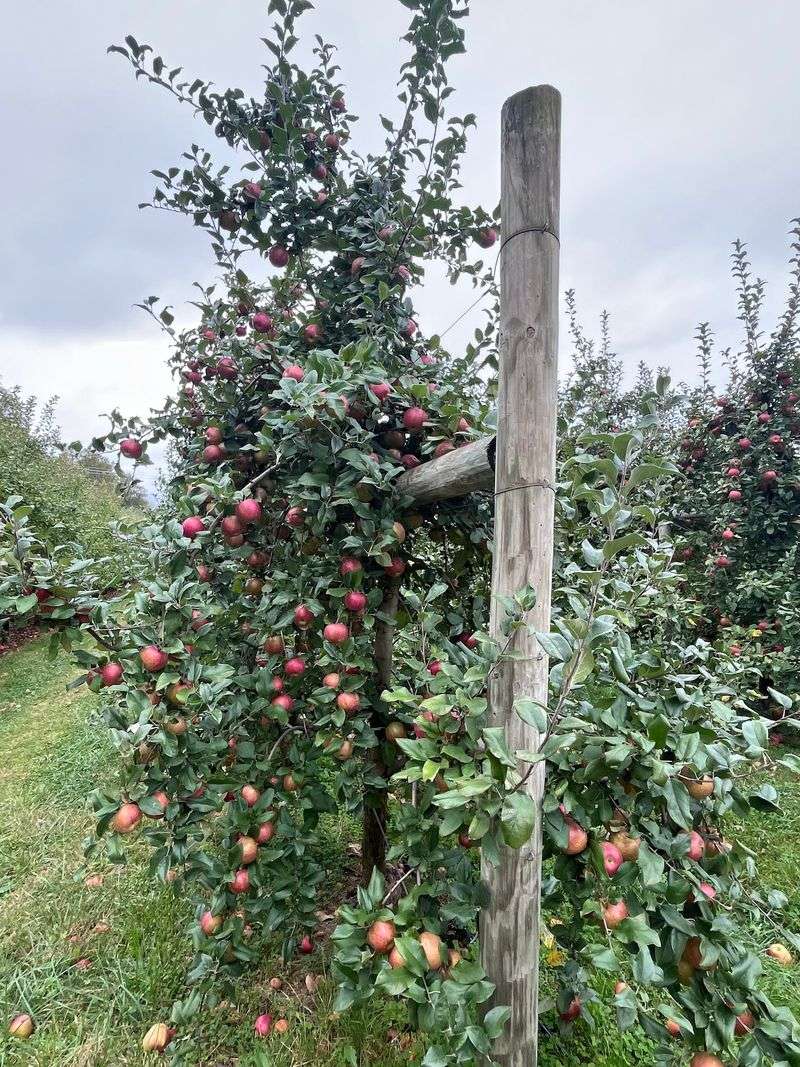 Solebury Orchards, New Hope, PA