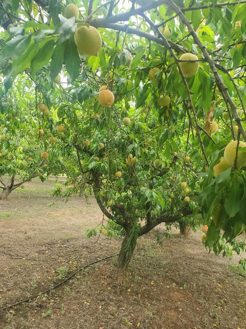 Southern Belle Farm, McDonough, Georgia