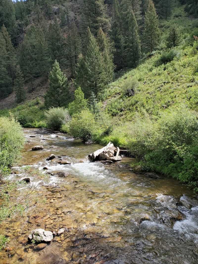 Spring Creek Campground, Almont, CO