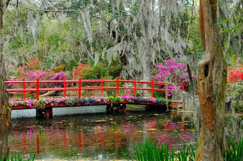 Springtime When the Azaleas Steal the Show Springtime When the Azaleas Steal the Show