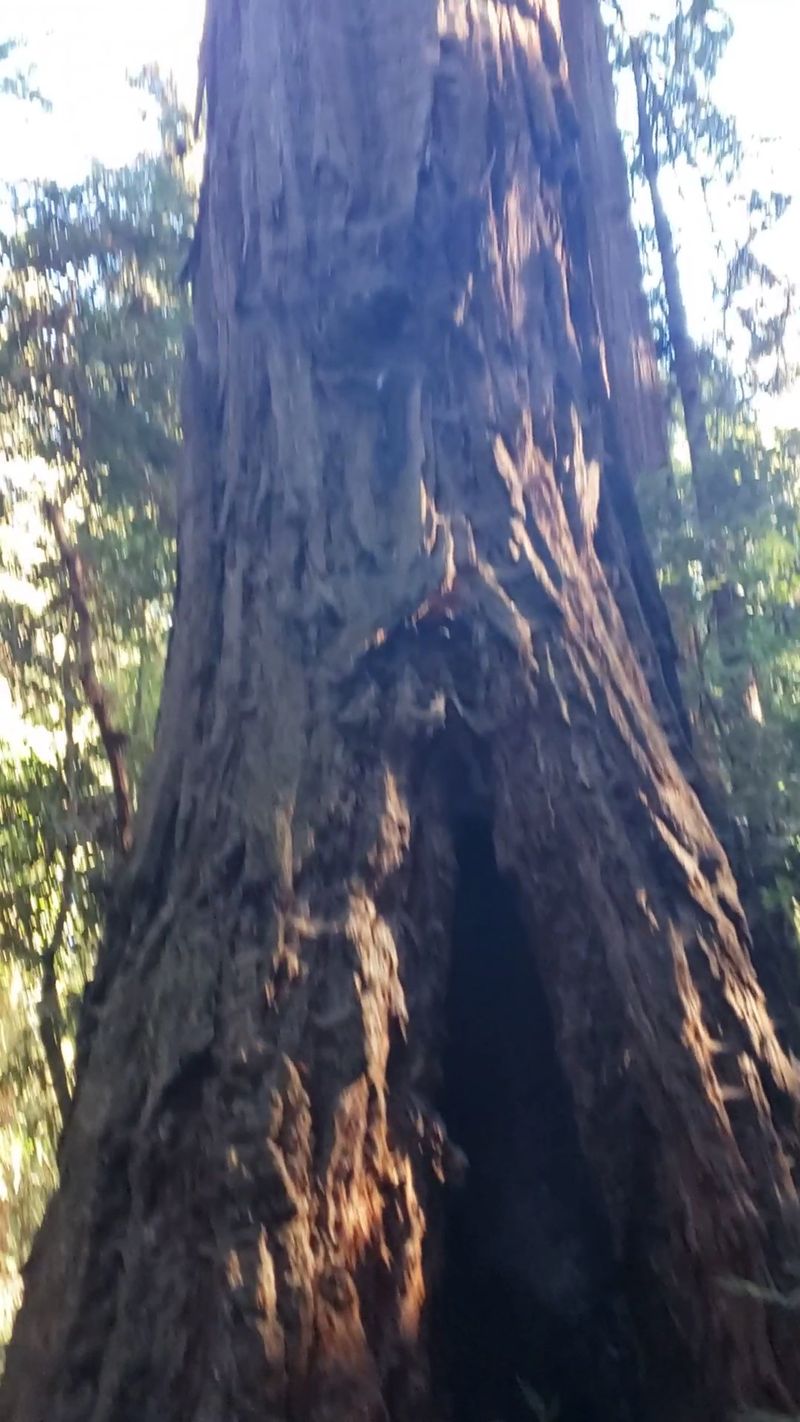 Stepping Inside The Fremont Tree Stepping Inside The Fremont Tree