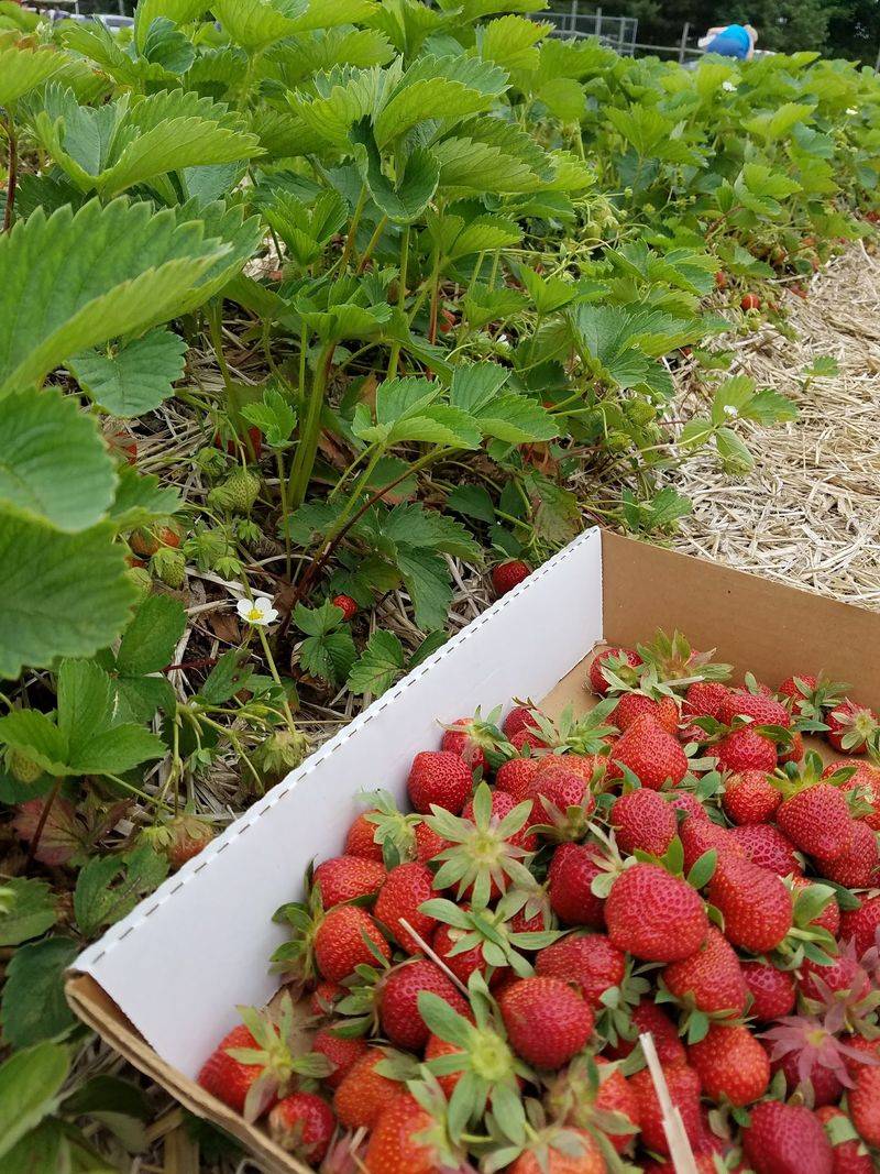 Strawberry Rows and a Fixed Quart Price