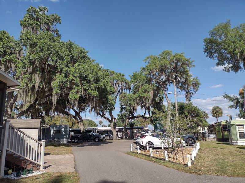 Streets Lined With Spanish Moss