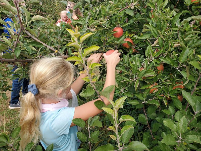 Styer Orchard Inc., Langhorne, PA