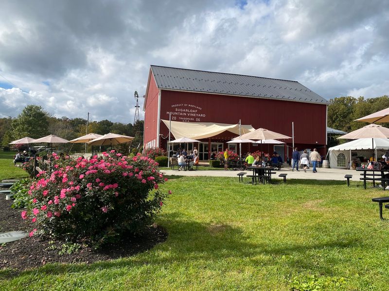 Sugarloaf Mountain Vineyard, Dickerson, MD Sugarloaf Mountain Vineyard, Dickerson, MD