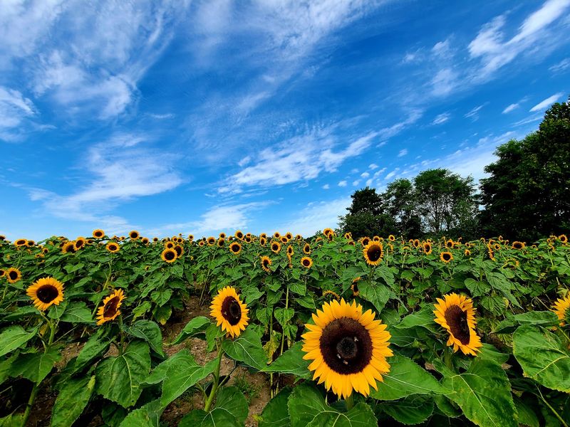 Sunflowers, Live Music, and the Big Venue