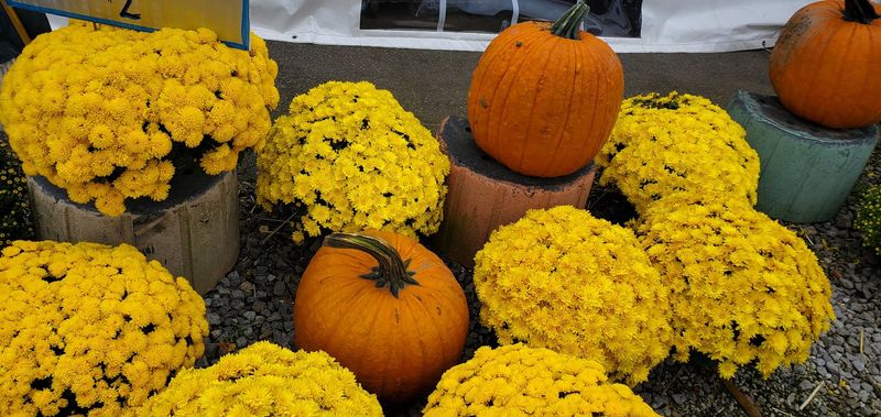 Sunflowers, Mums, and Front-Porch Supplies