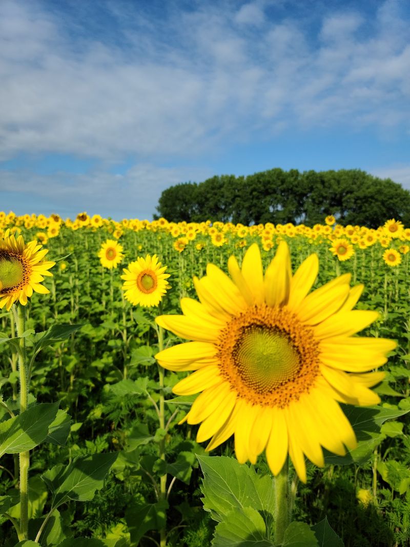 Sunflowers, Prairie, and Roaming Wildlife