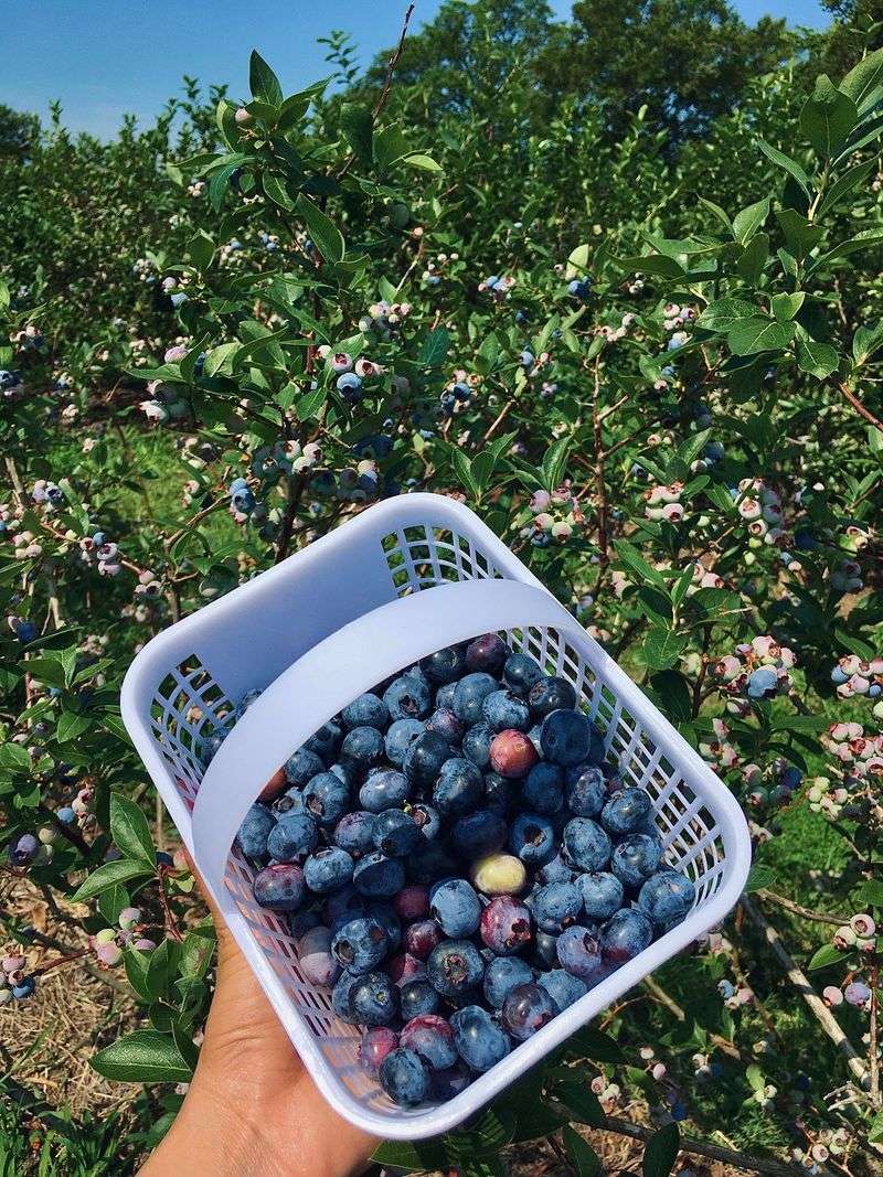 Swann Farms, Owings, MD