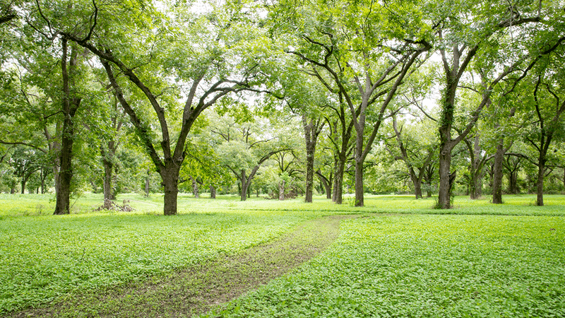 Swift River Pecans LLC, Lockhart, TX