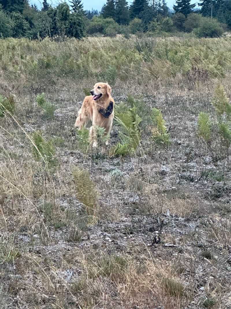 Tail-Wagging Territory