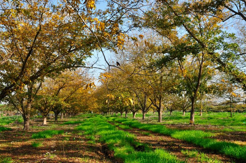 Tart's Pecan Farm, Benson, NC