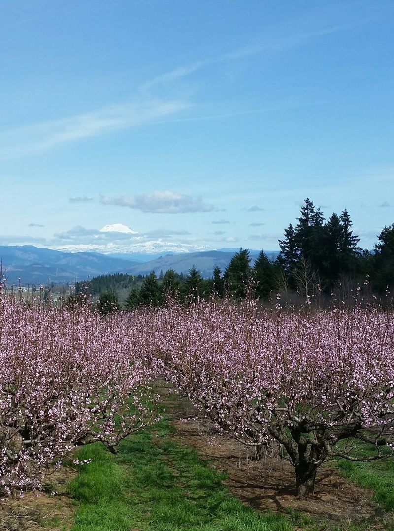 Tasting Rooms Close to the Orchards