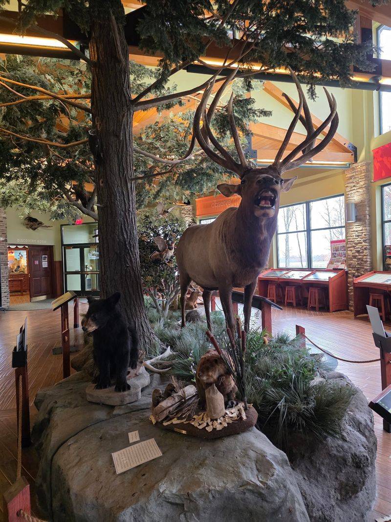 Taxidermy and Wildlife Displays Taxidermy and Wildlife Displays