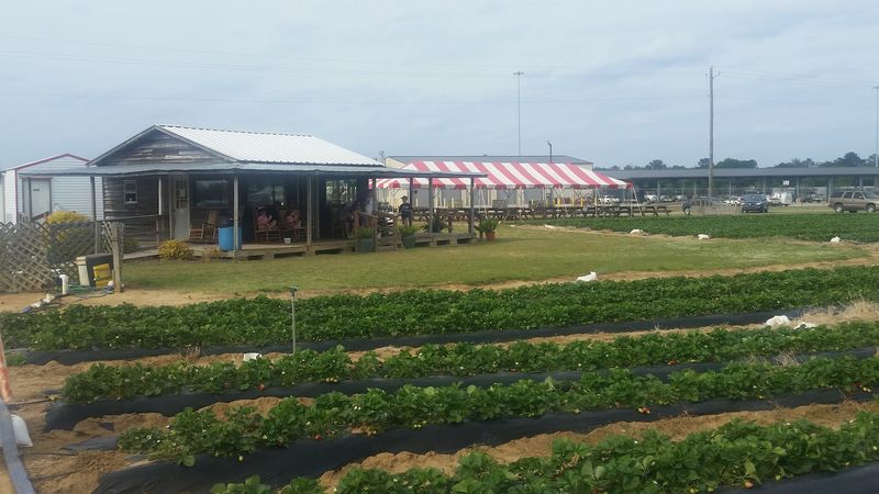 Taylor Orchards, Reynolds, Georgia