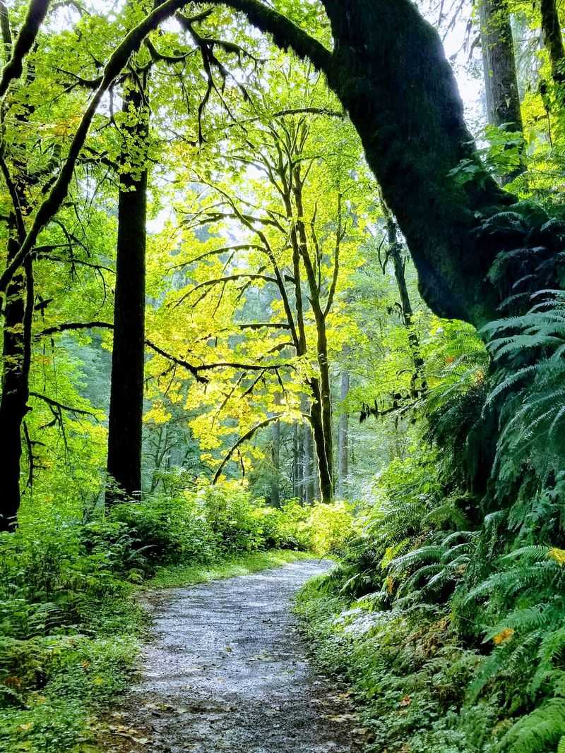 The 20-Minute Walk Anyone Can Do