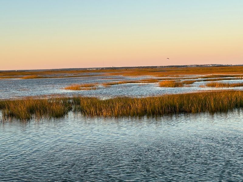The Adventurous Drive Through the Marsh The Adventurous Drive Through the Marsh