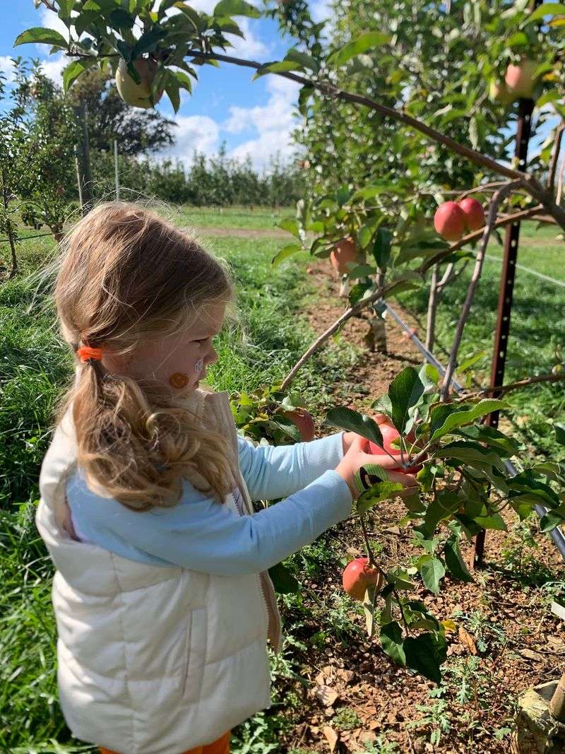 The Apples That Make Autumn Feel Real The Apples That Make Autumn Feel Real