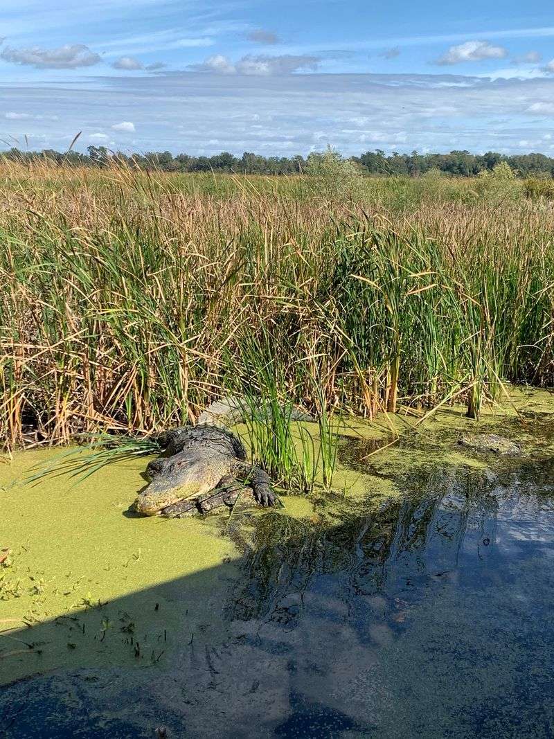 The Audubon Swamp and Its Resident Alligators The Audubon Swamp and Its Resident Alligators