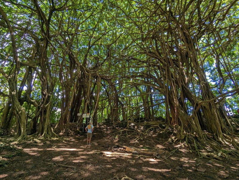 The Banyan Tree Worth Meeting