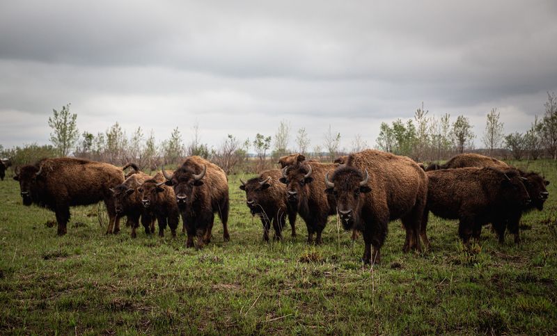 The Bison That Steal the Show