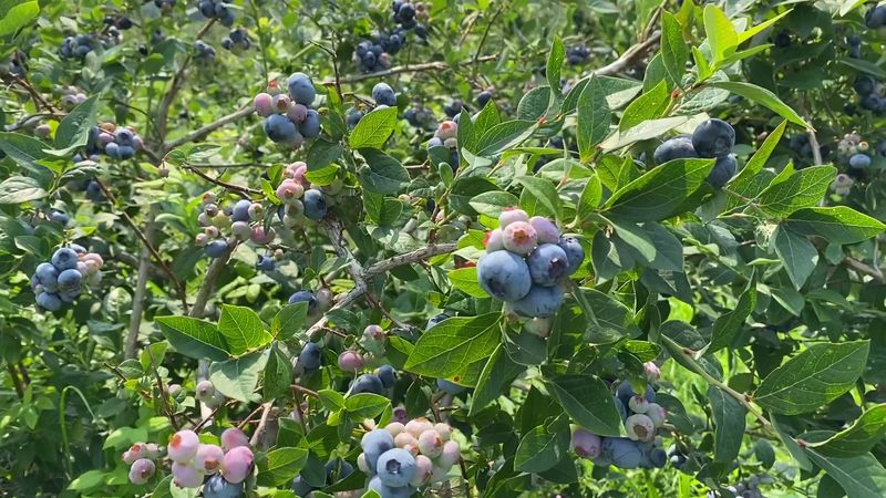 The Blueberry Varieties You Can Find The Blueberry Varieties You Can Find