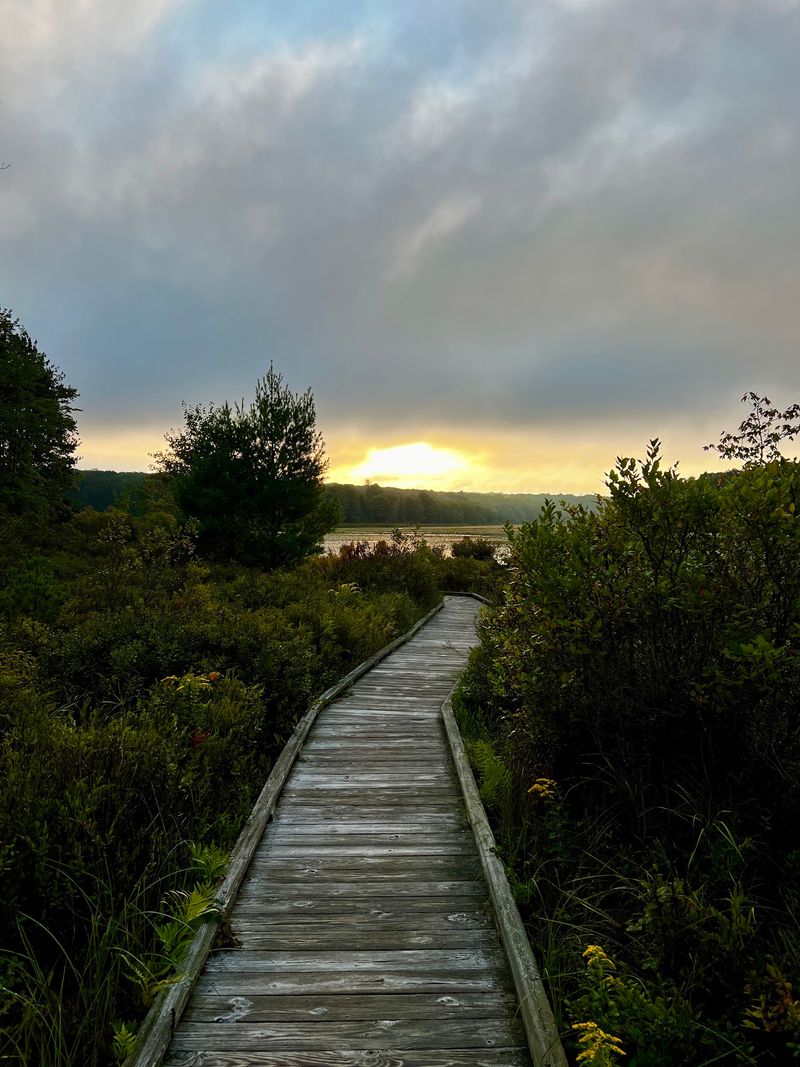 The Boardwalk That Leads Into The Bog