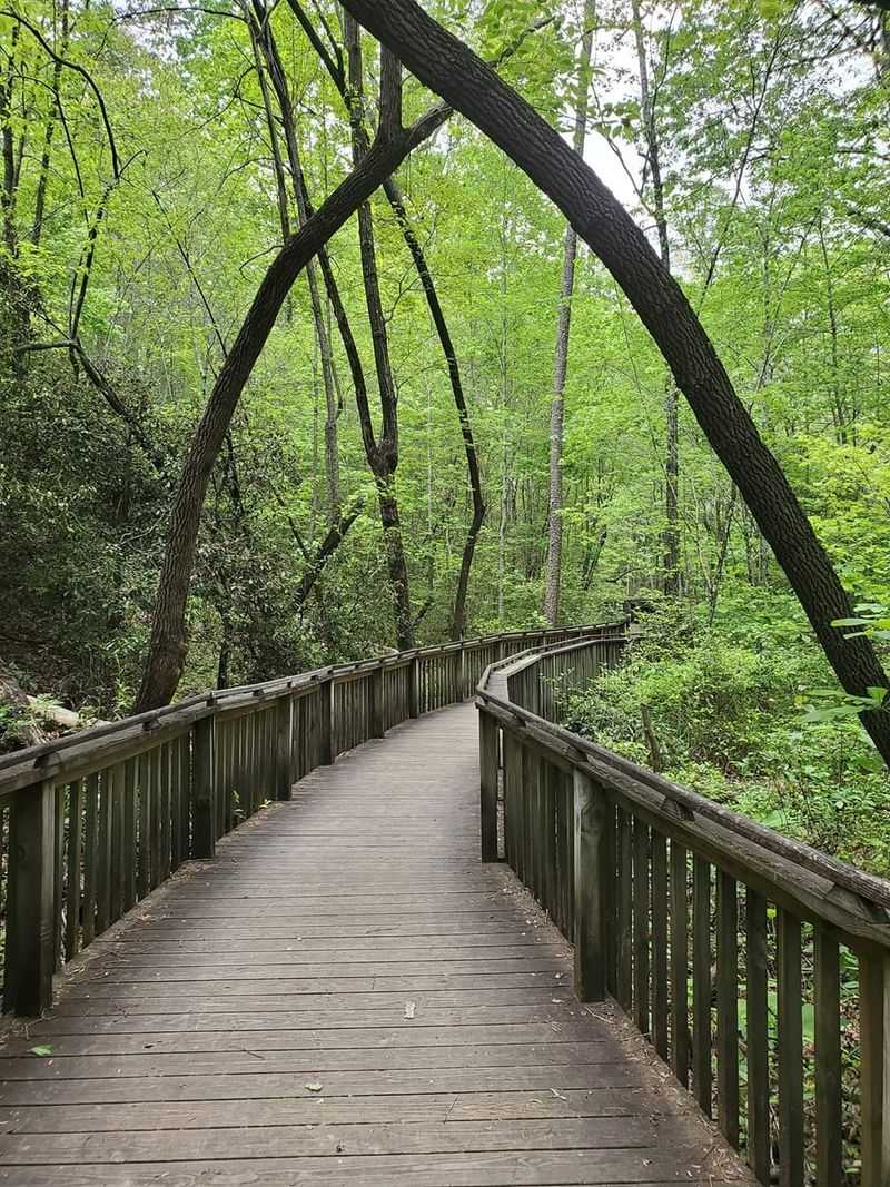 The Boardwalk Trail and Its Leafy Lessons The Boardwalk Trail and Its Leafy Lessons