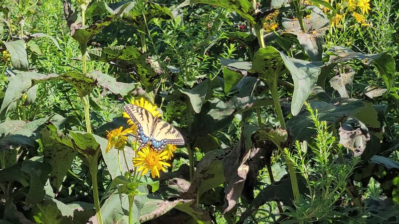 The Butterfly Garden and Children's Corner
