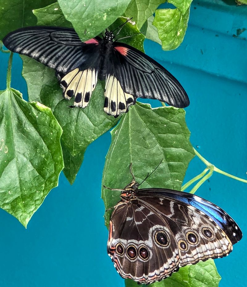 The Butterfly Tent Everyone Talks About The Butterfly Tent Everyone Talks About