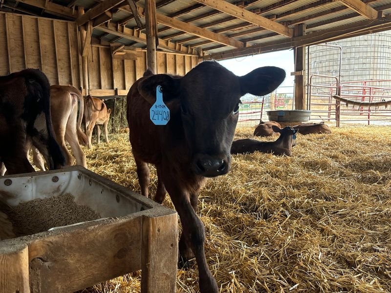 The Calf Barn Steals The Show The Calf Barn Steals The Show