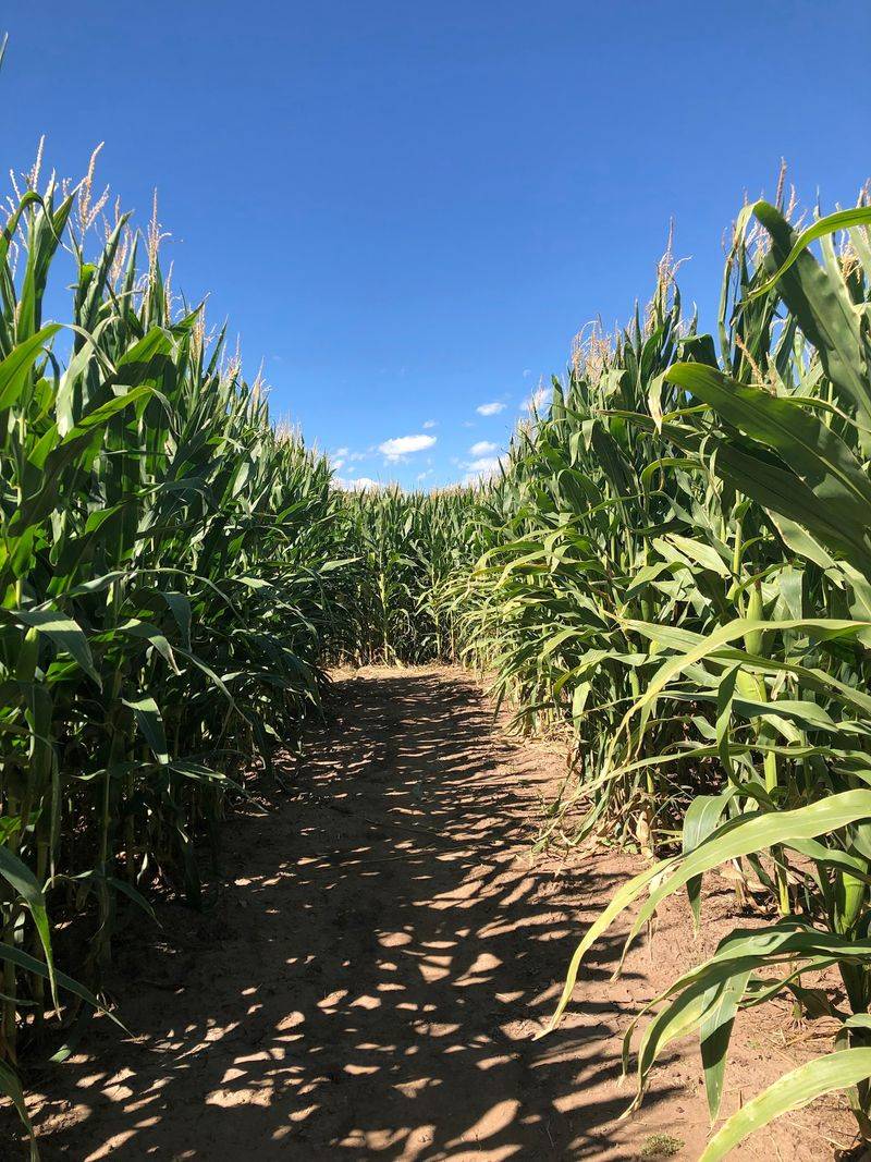 The Corn Maze Puzzle Everyone Talks About The Corn Maze Puzzle Everyone Talks About
