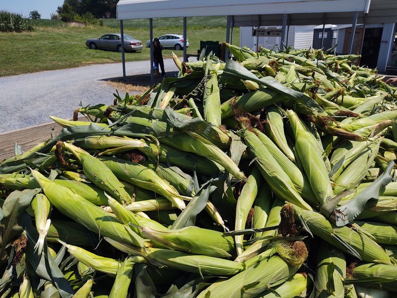 The Corn Wagon, Lancaster, PA