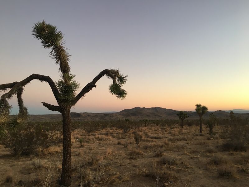 The Doorstep to Joshua Tree National Park The Doorstep to Joshua Tree National Park