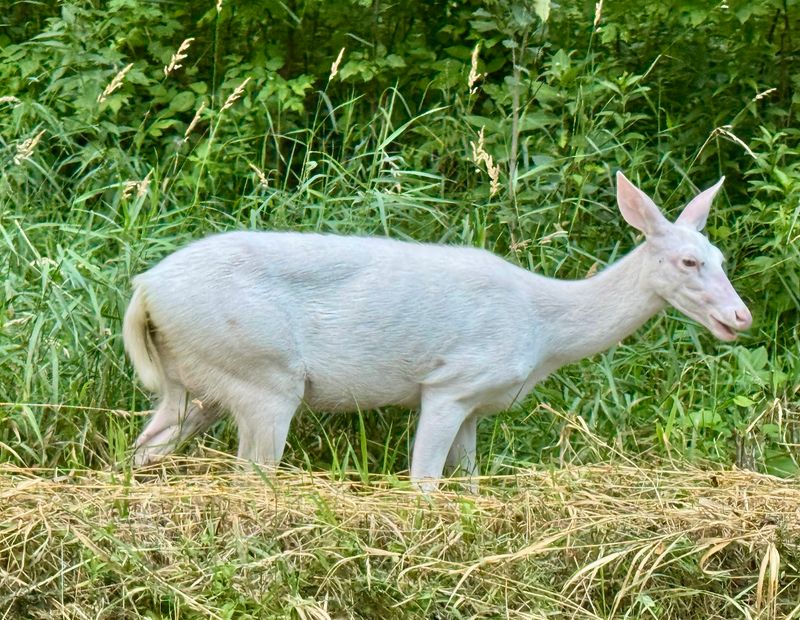 The Famous White Deer of the Woods The Famous White Deer of the Woods