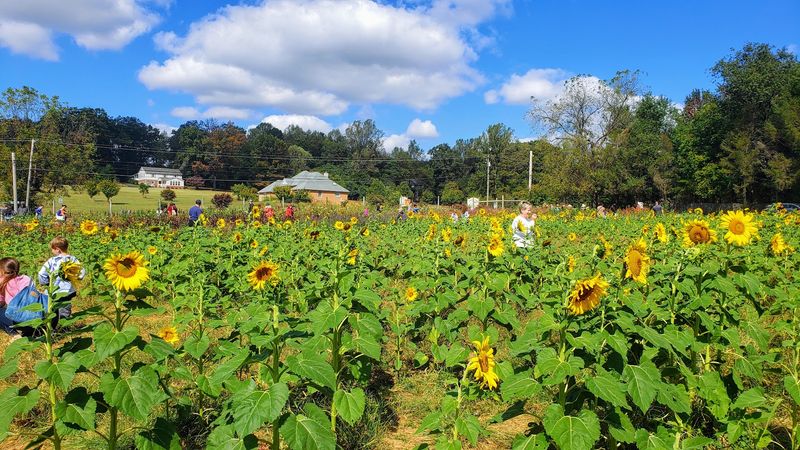 The Flower Fields Nobody Expects The Flower Fields Nobody Expects
