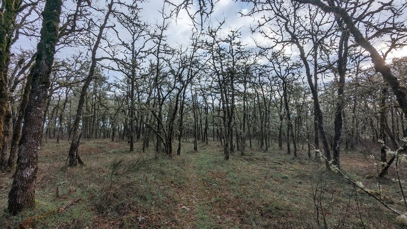 The Garry Oaks and Their Welcome Shade