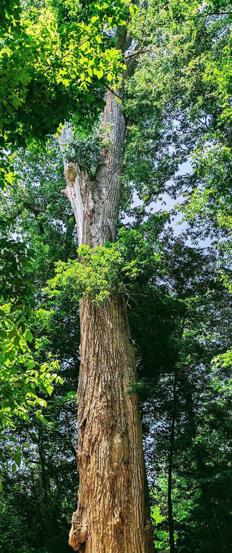 The Giant Cottonwood and Red Oak Trees