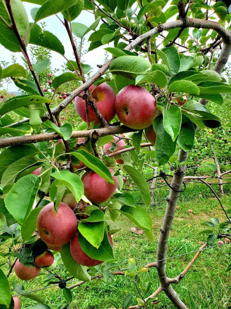 The Half-Bushel Game Plan