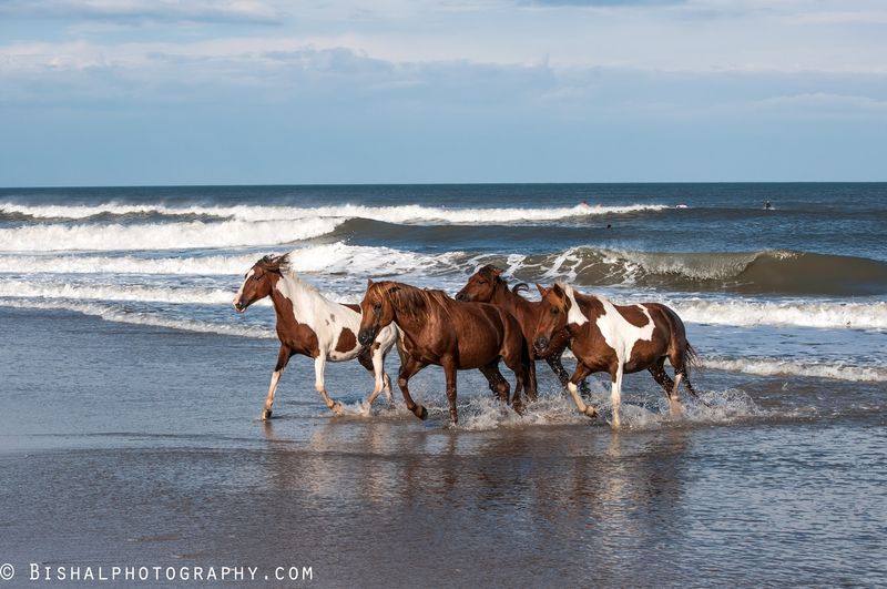 The Horses That Steal The Show