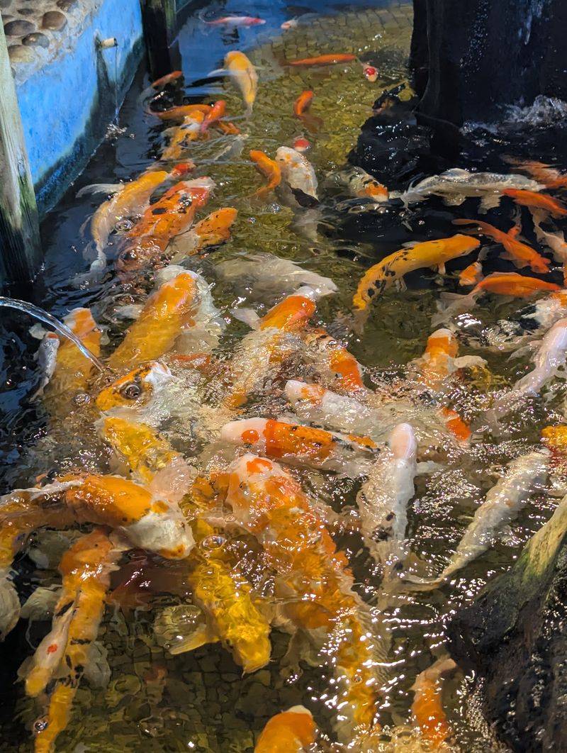 The Koi Pond Crowd